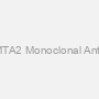 Anti-MTA2 Monoclonal Antibody
